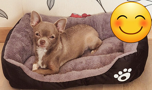 Chihuahua kutsikad müügil (8 foto / 8)