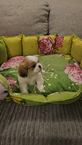 Armsad Shih Tzu kutsikad. (6 foto / 6)
