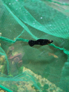 Müüa 3 molliest (2 foto / 2)