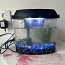 Beeta kala koos akvaariumi ja tarvikutega (foto #4)