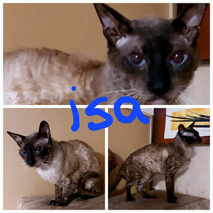 Котята Cornish Rex (5 foto / 9)