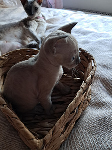 Котята Cornish Rex (3 foto / 9)
