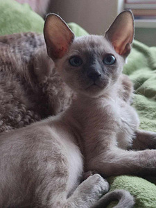 Cornish Rex котенок (7 фото из 9)