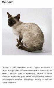 Cornish Rex котенок (6 фото из 9)
