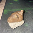 Müüa trilobiidi fossiili (foto #1)
