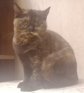 Четырехмесячные котята ищут свой дом (2 фото из 2)