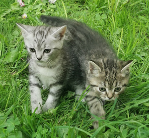 Оранжевые котята (1 фото из 2)