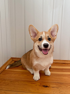 Walesi corgi pembroke (2 foto / 3)