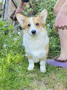 Walesi corgi pembroke