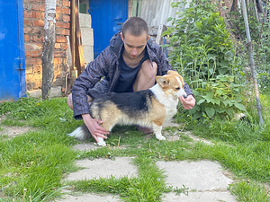 Walesi corgi pembroke (2 foto / 8)