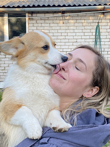 Walesi corgi pembroke (5 foto / 8)