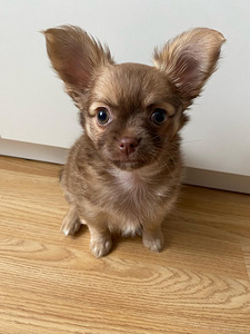 Chihuahua kutsikas