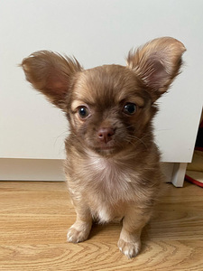 Chihuahua kutsikas (4 foto / 5)