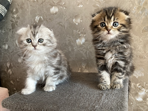 Scottish fold kassipojad (2 foto / 3)