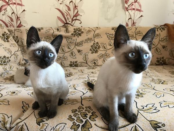 Прекрасные тайские котята (фото #2)