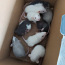 Продаются крысята Дамбо (фото #1)