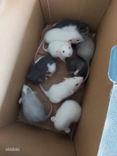 Продаются крысята Дамбо (фото #1)