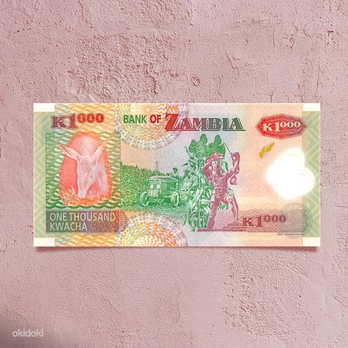 Замбия квача (фото #1)