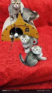 Продам Шотландских котят (3 фото из 3)