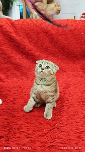 Продам шотландских котят (1 фото из 9)