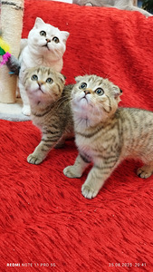 Продам шотландских котят (2 фото из 9)