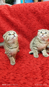 Продам шотландских котят (4 фото из 9)
