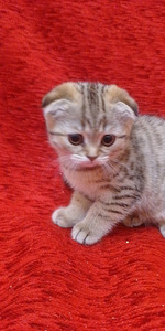 Продам шотландских котят (6 фото из 9)