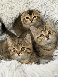 Продам шотландских котят. (2 фото из 9)