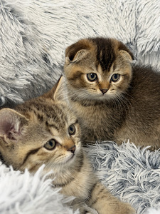 Продам шотландских котят. (5 фото из 9)