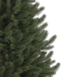 Vermonti valge kuusk (premium puu) 195 cm (3 foto / 4)