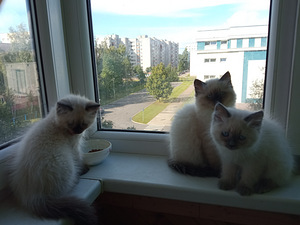 Siberi Neeva maskeraad (3 foto / 5)