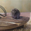 Djungaria hamster (foto #1)
