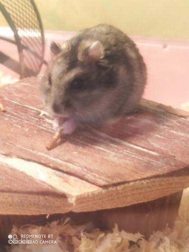 Djungaria hamster (foto #6)
