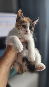 Кошки (1 фото из 6)