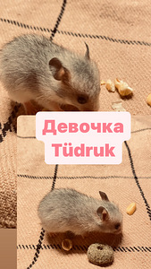 Сирийские хомячки (2 фото из 3)