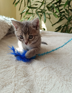 Котёнок, девочка 2 месяца ищет себе любящую семью. (2 фото из 10)