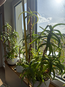 Aloe vera puu (2 foto / 3)