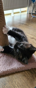 Kassipoeg Maine Coon (6 foto / 9)