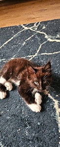 Kassipoeg Maine Coon (7 foto / 9)