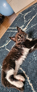 Kassipoeg Maine Coon (8 foto / 9)