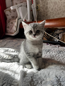 Продам котят девочка и мальчик породы Skittish steith 2месяц (8 фото из 9)
