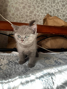 Продам котят девочка и мальчик породы Skittish steith 2месяц (9 фото из 9)