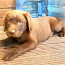 Шоколадный щенок Лабрадор ретривер (фото #2)