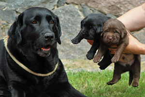 Labradori retriiveri kutsikad (6 foto / 10)