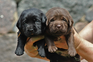 Labradori retriiveri kutsikad (1 foto / 10)