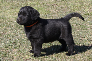Labradori retriiveri kutsikad (3 foto / 8)