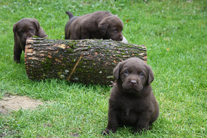 Labradori retriiveri kutsikad (5 foto / 8)