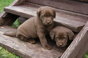 Šokolaadivärvi labradori retriiveri kutsikad (4 foto / 10)