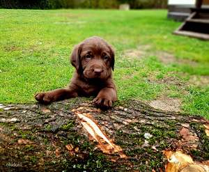 Šokolaadivärvi labradori retriiveri kutsikad (3 foto / 10)