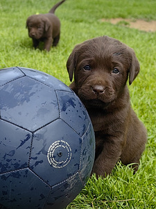 Šokolaadivärvi labradori retriiveri kutsikad (6 foto / 10)